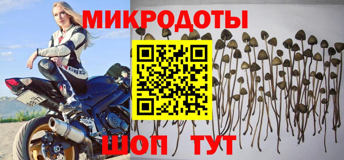 Псилоцибиновые грибы Cubensis Невинномысск